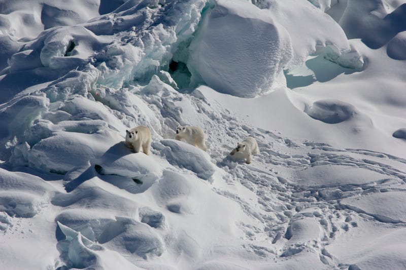 Polar Bears