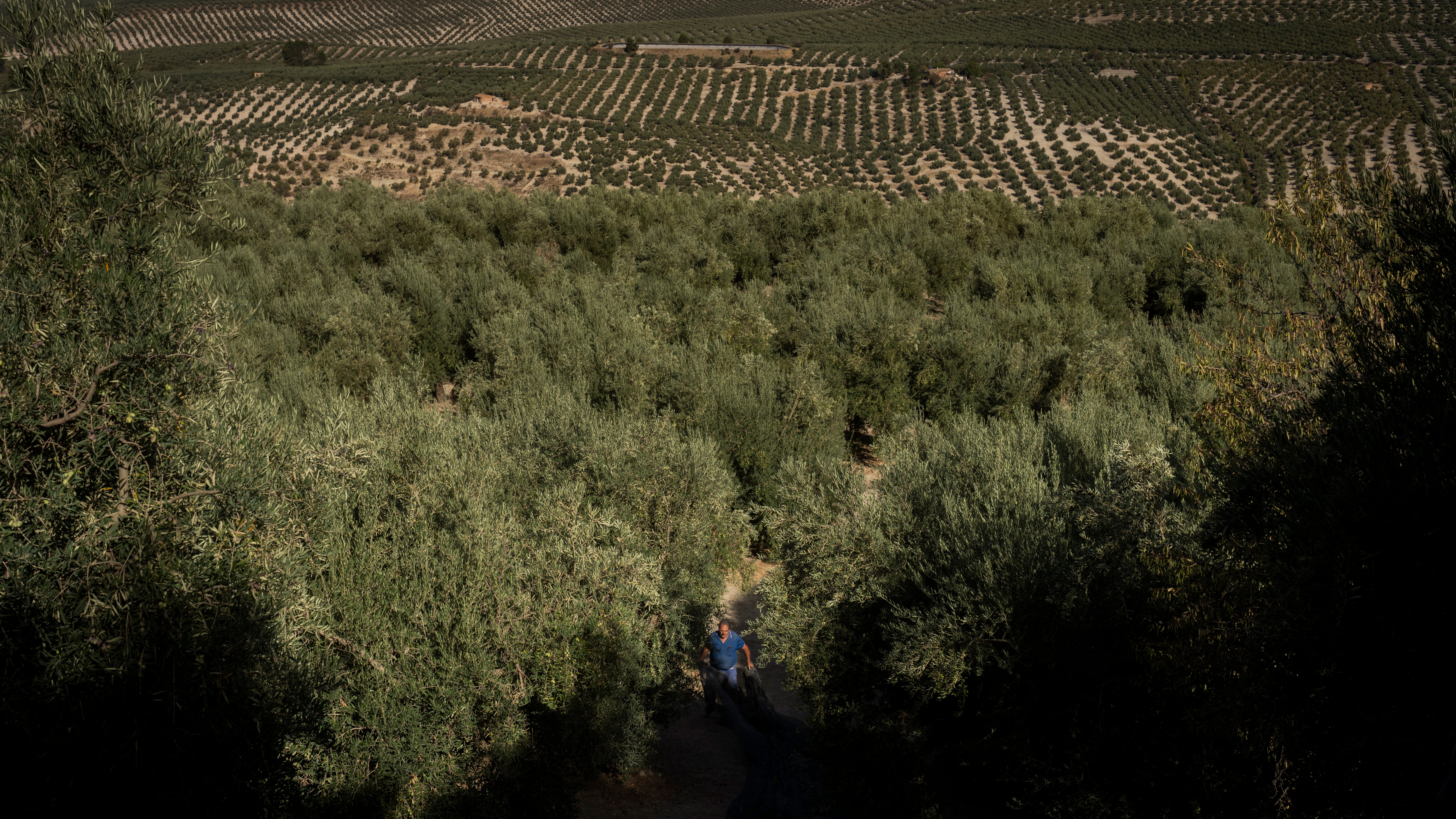 Drought tests resilience of Spain's olive groves and farmers