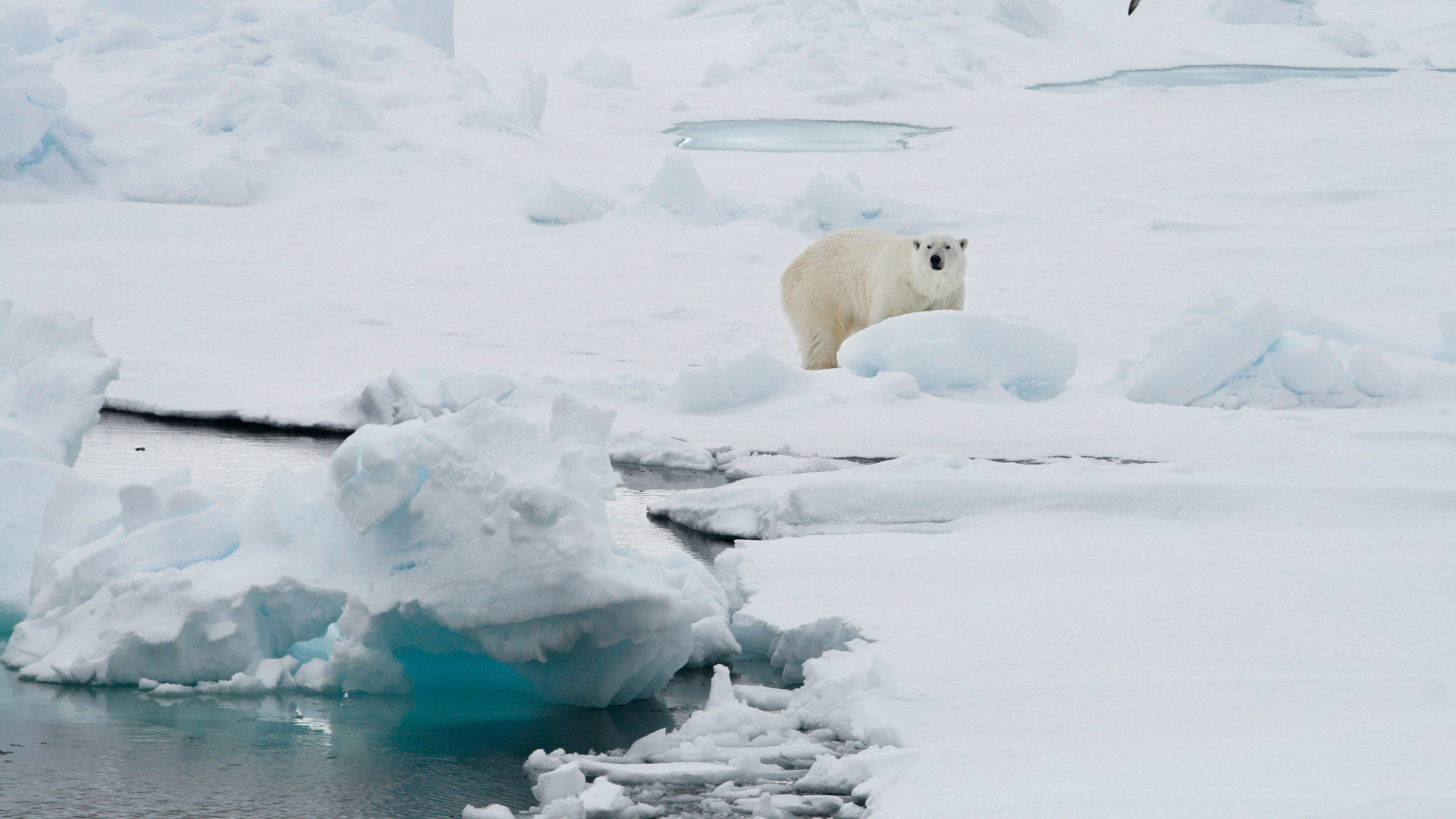 Woman injured by polar bear on Norway’s Svalbard Islands