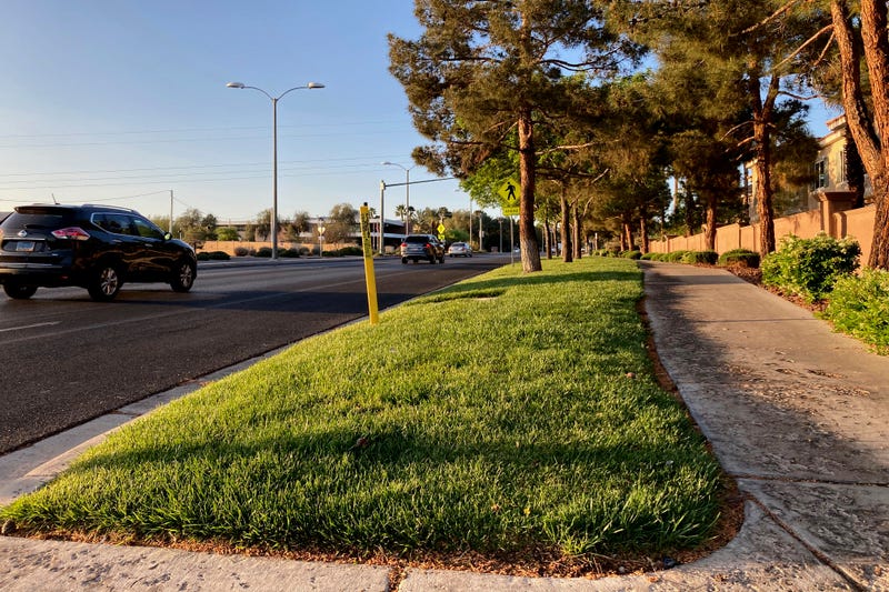 Western Drought Decorative Grass