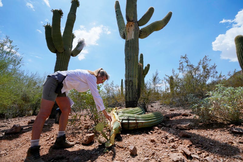 Heat Wave Phoenix Weather