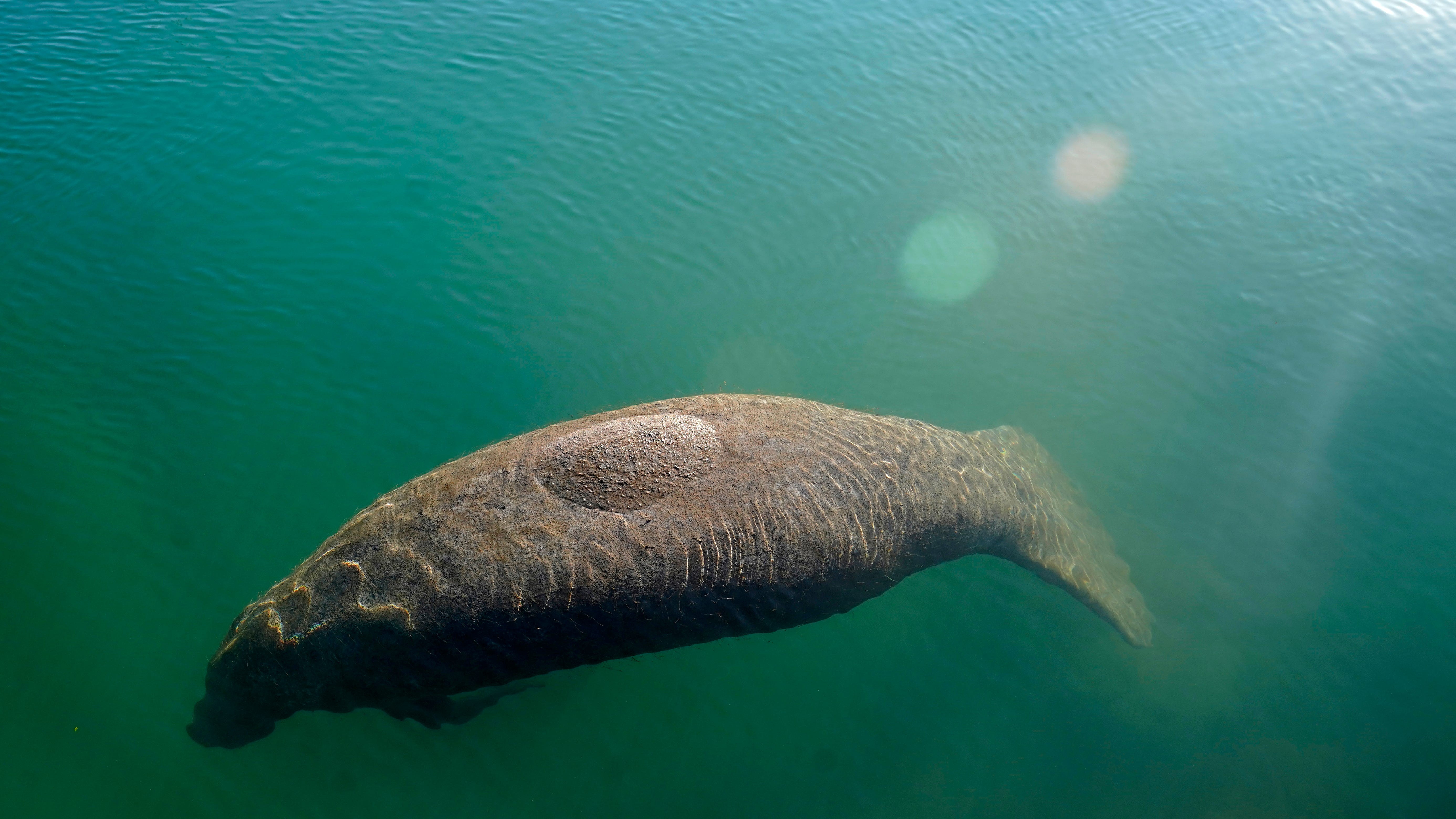 Lettuce again on the Florida menu to slow manatee starvation
