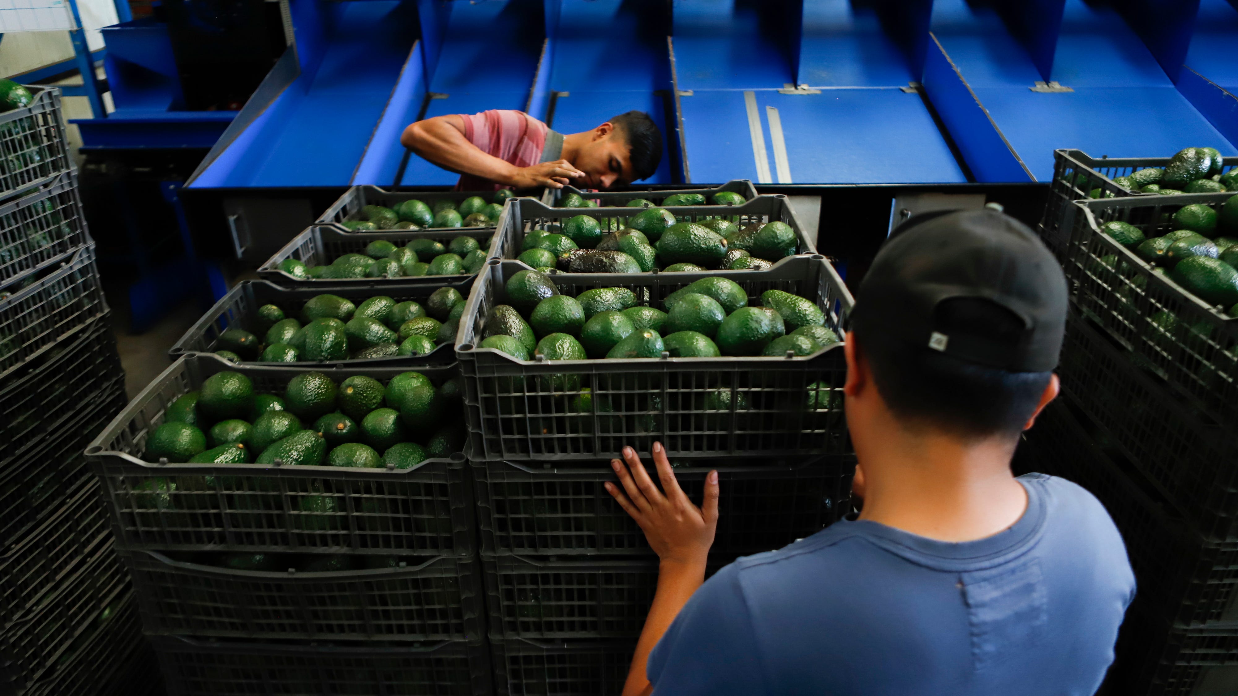 Experts see avocado price rise, damage to Mexican producers
