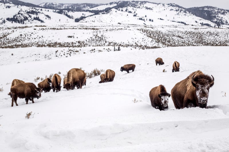Yellowstone Bison