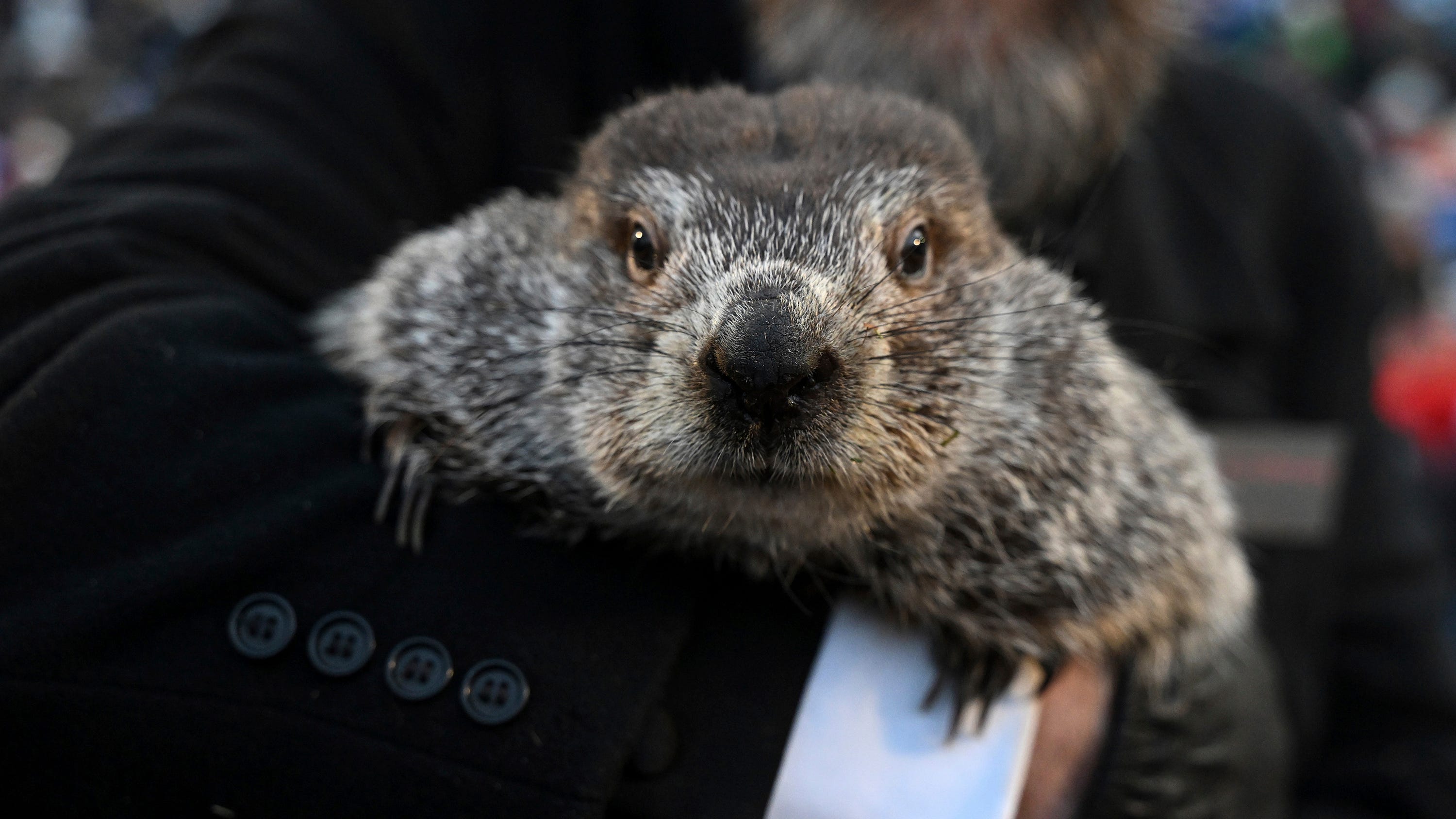 Beyond Phil: Other rodents that purport to 'predict' weather