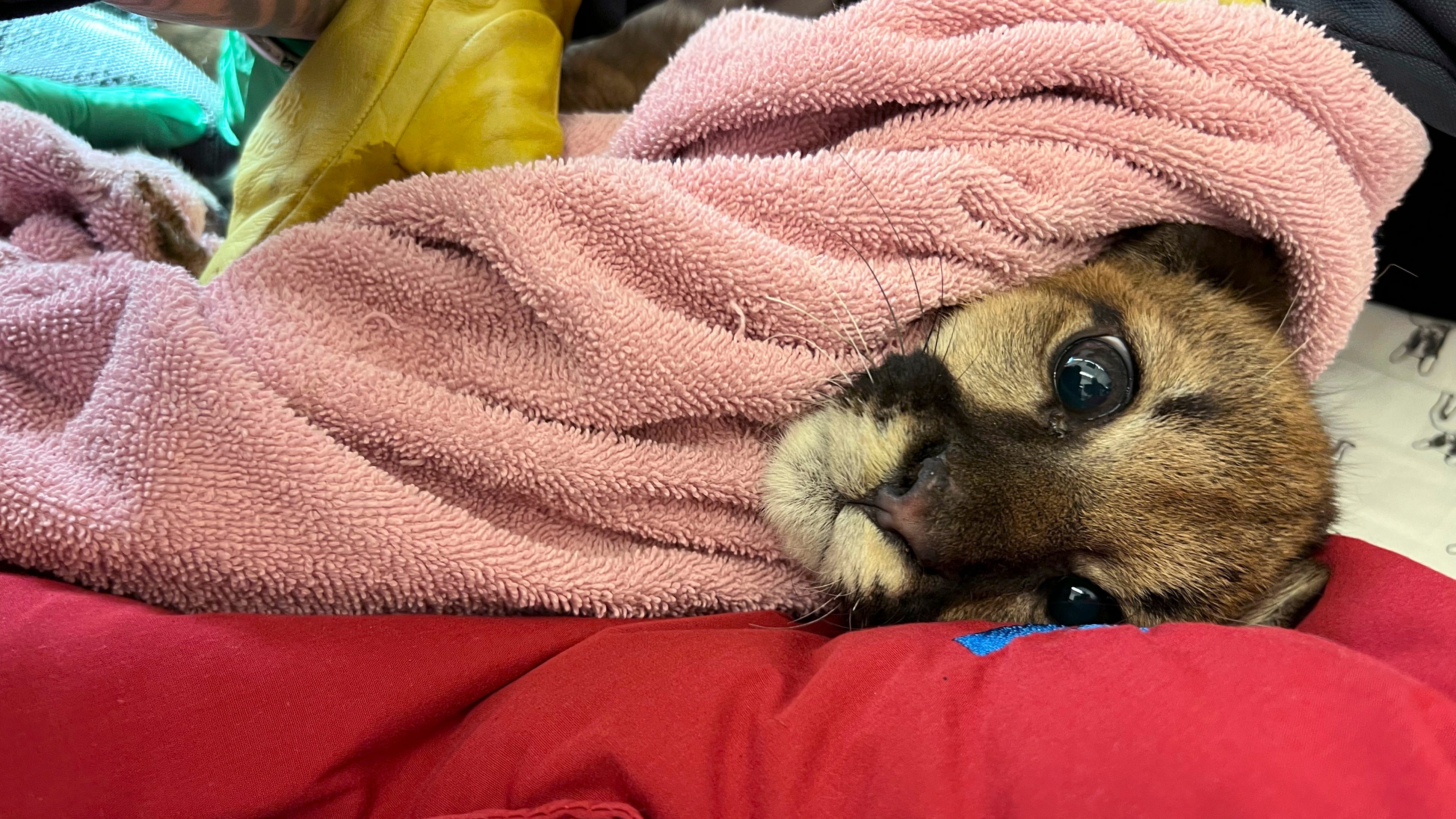 Critically ill mountain lion cub rescued in California