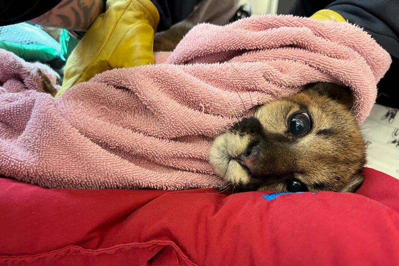California Mountain Lion Cub