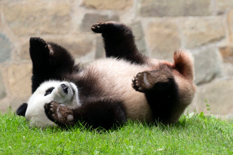 Giant Pandas