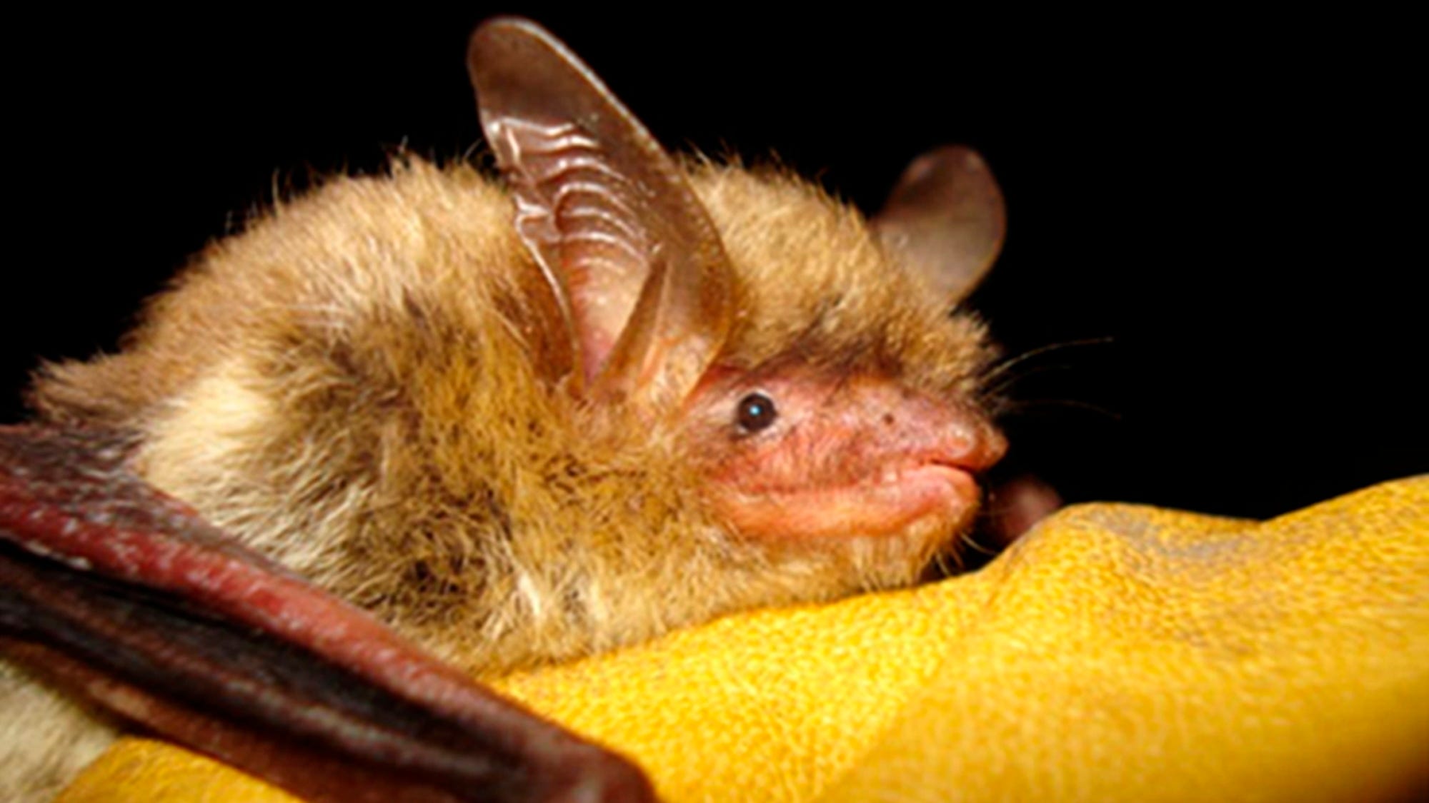 Senate votes to limit critical habitat designation for imperiled species and drop bat's protections