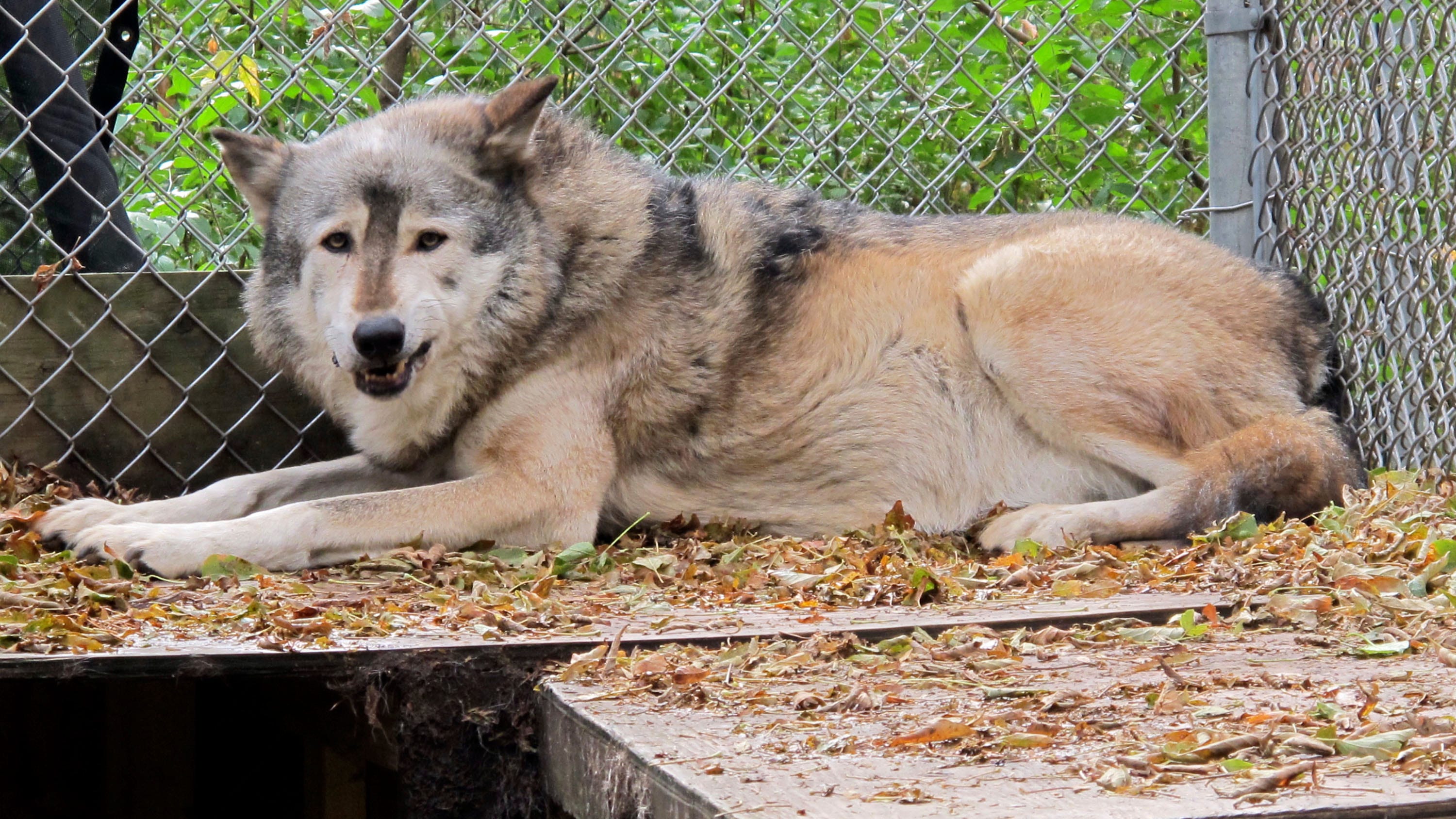 Wildlife groups sue to stop Wisconsin wolf hunt