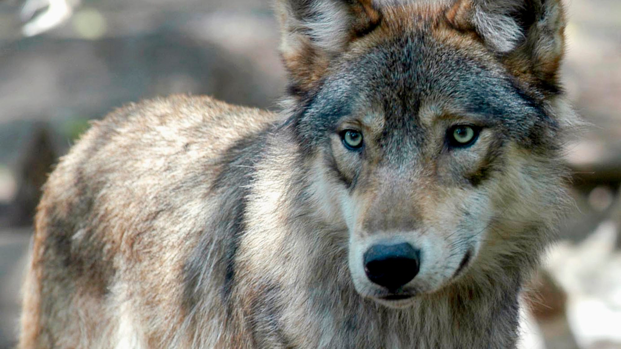 Wisconsin hunters exceed wolf target by nearly 100 animals