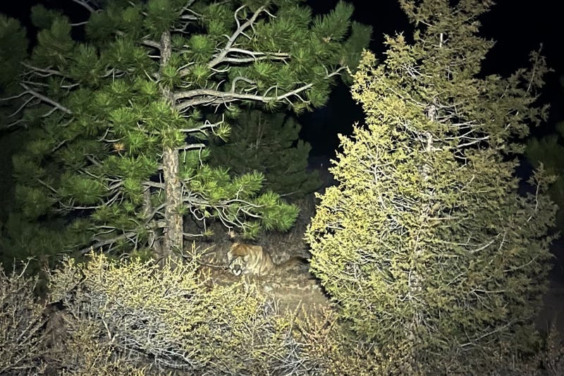 Colorado Mountain Lion Attack