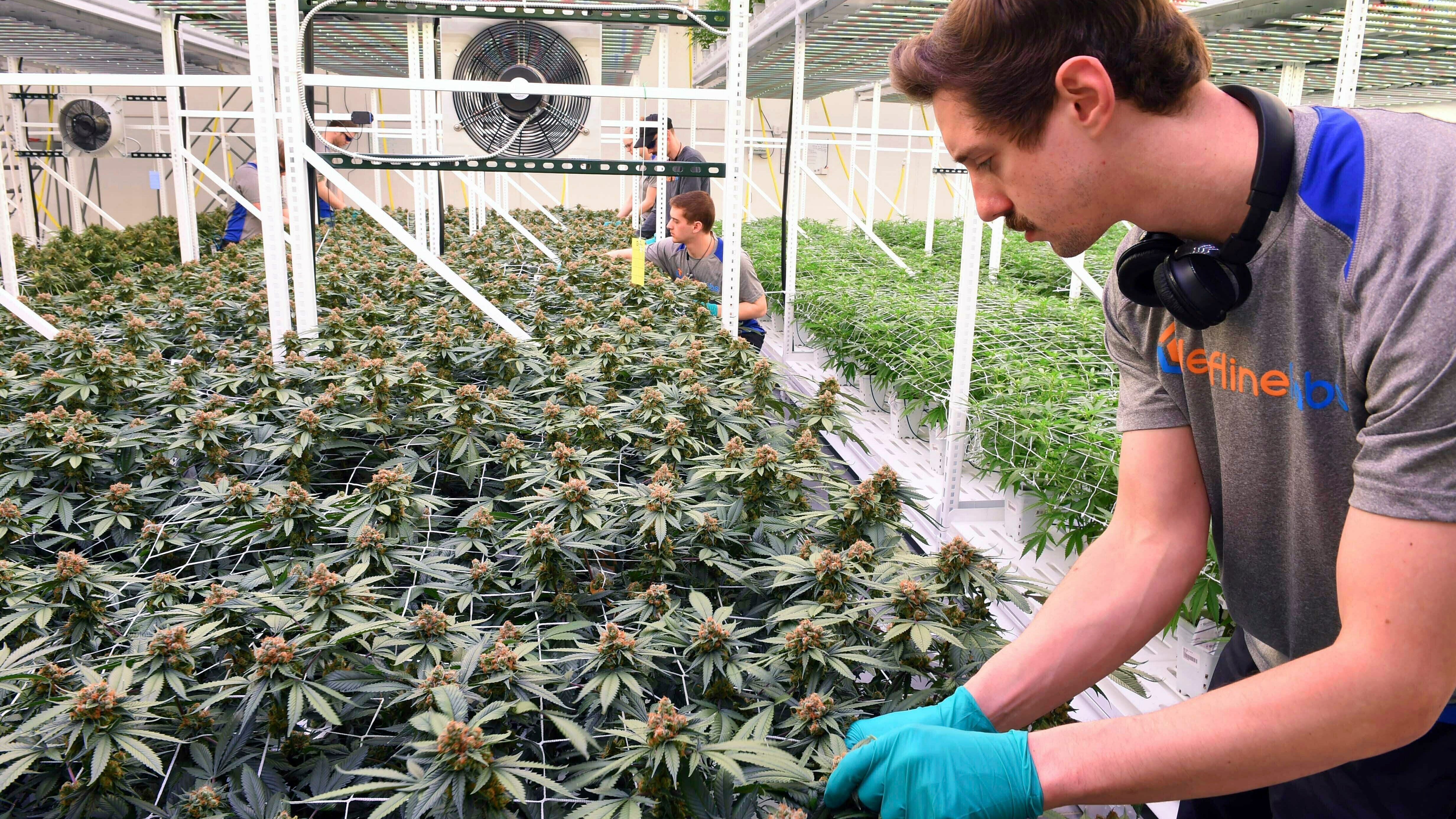 Minnesota lawmakers start down path to legalizing marijuana