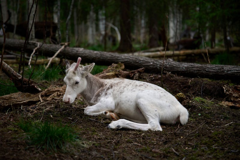 Sweden Climate Reindeer