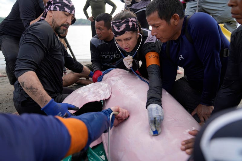 APTOPIX Colombia Amazon Dolphins Mercury