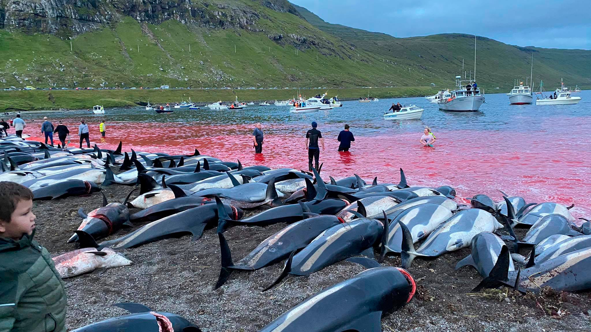 Slaughter of dolphins on Faeroes sparks debate on traditions