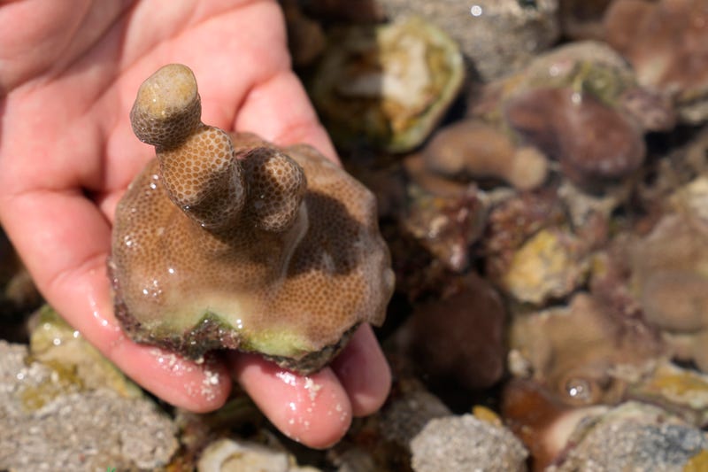 UAE Coral Restoration