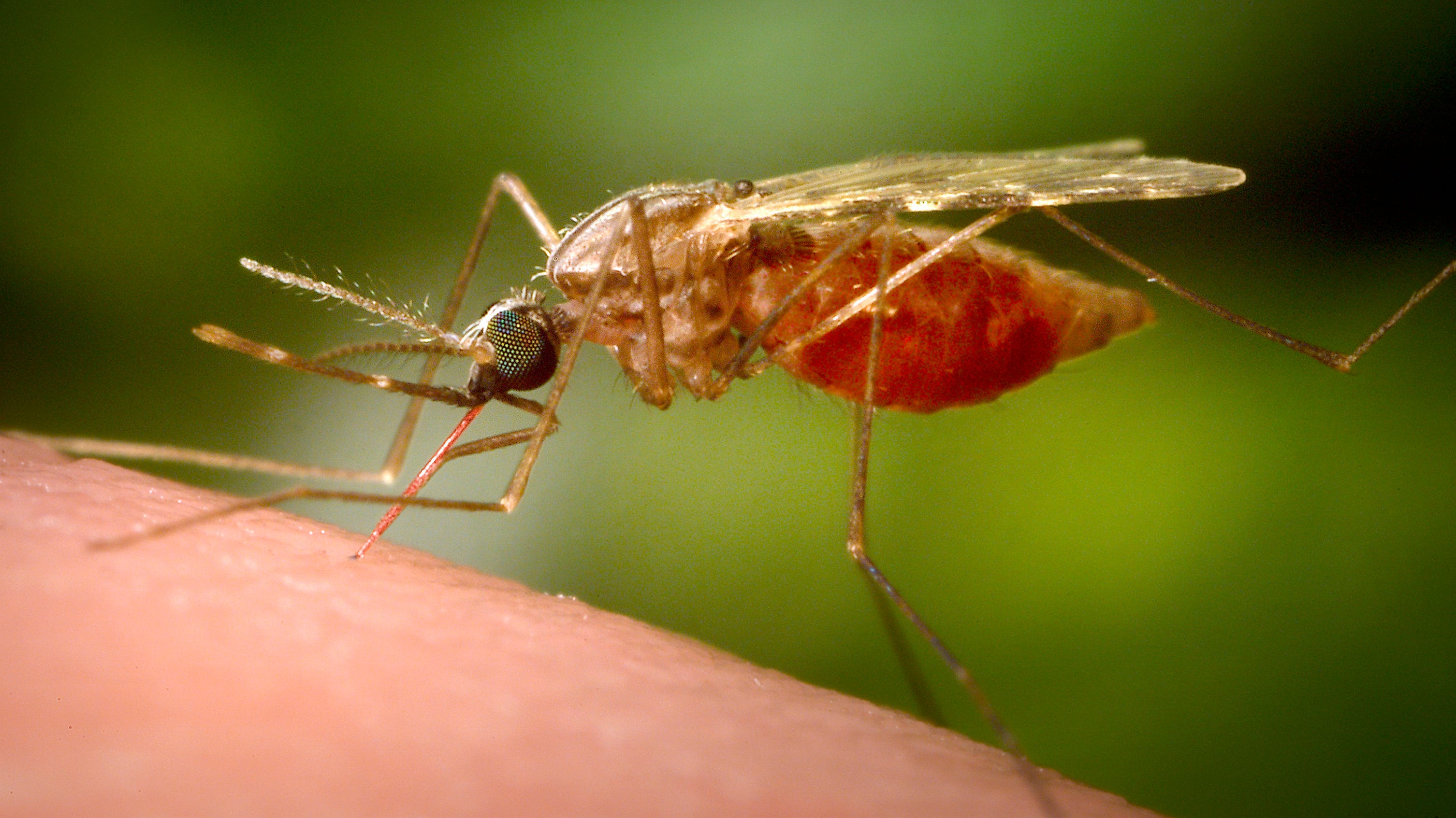 Antibody treatment tested as new tool against malaria