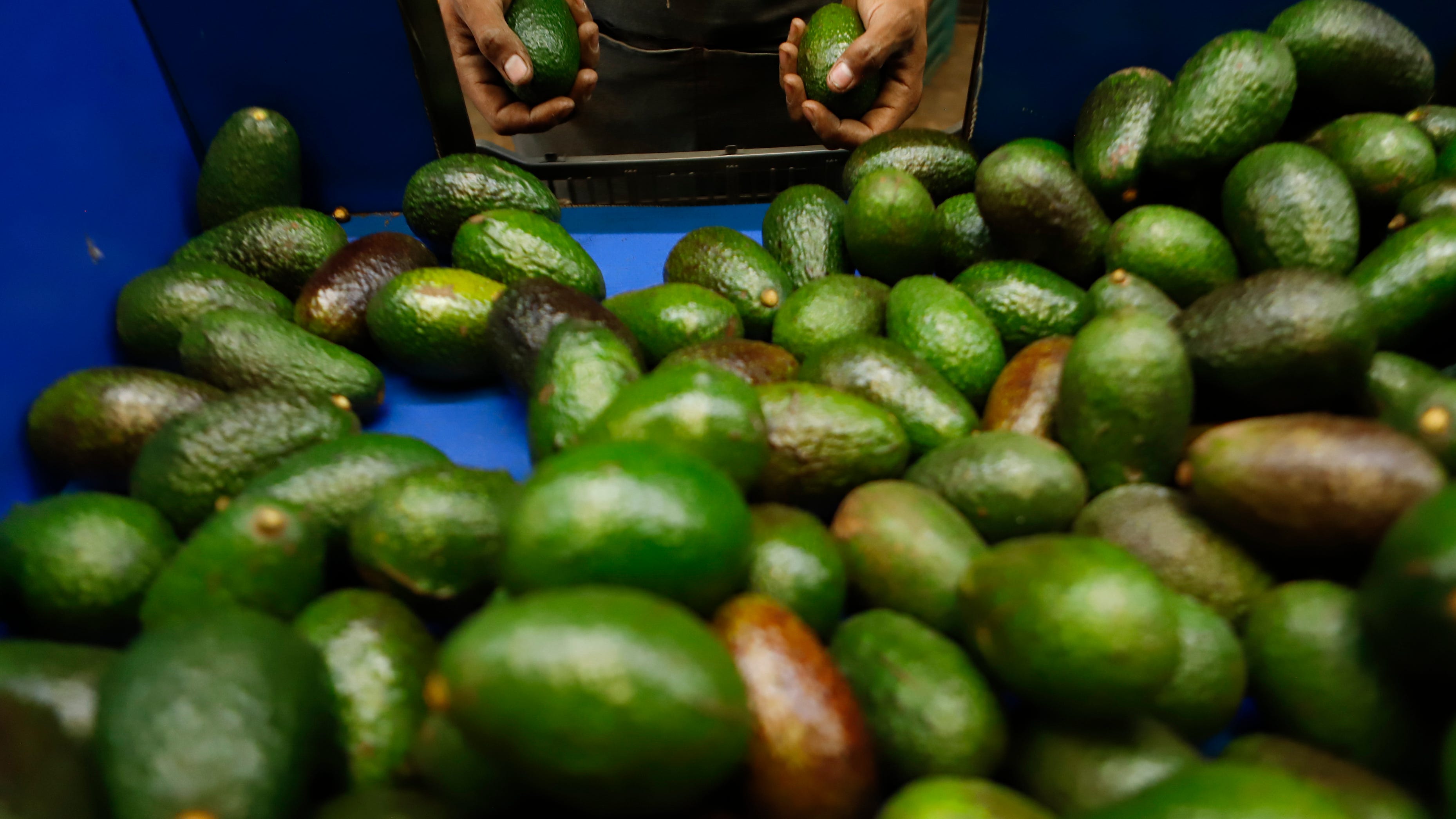 2nd state in Mexico begins avocado exports to U.S. market