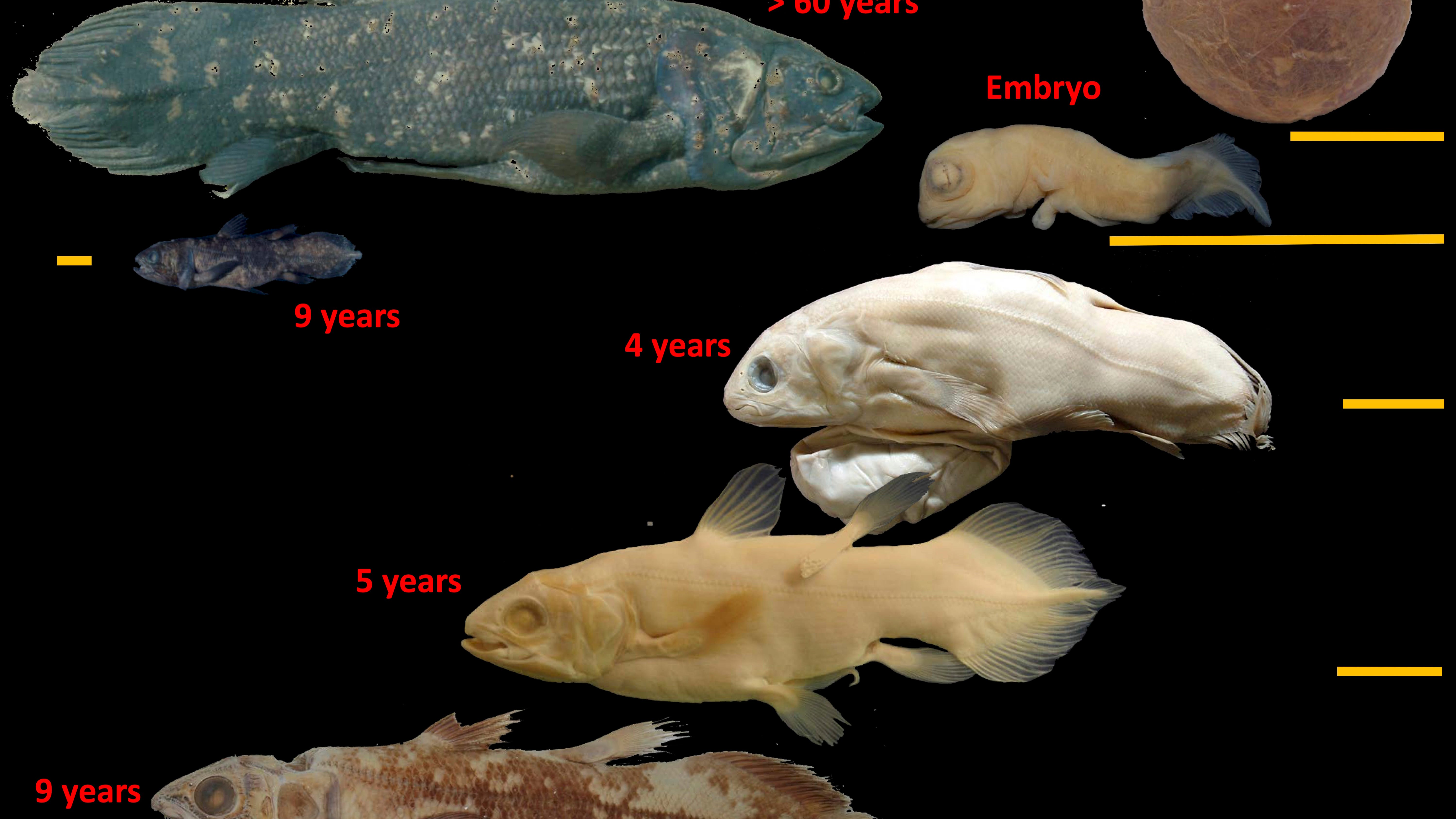 Weird 'living fossil' fish lives 100 years, pregnant for 5