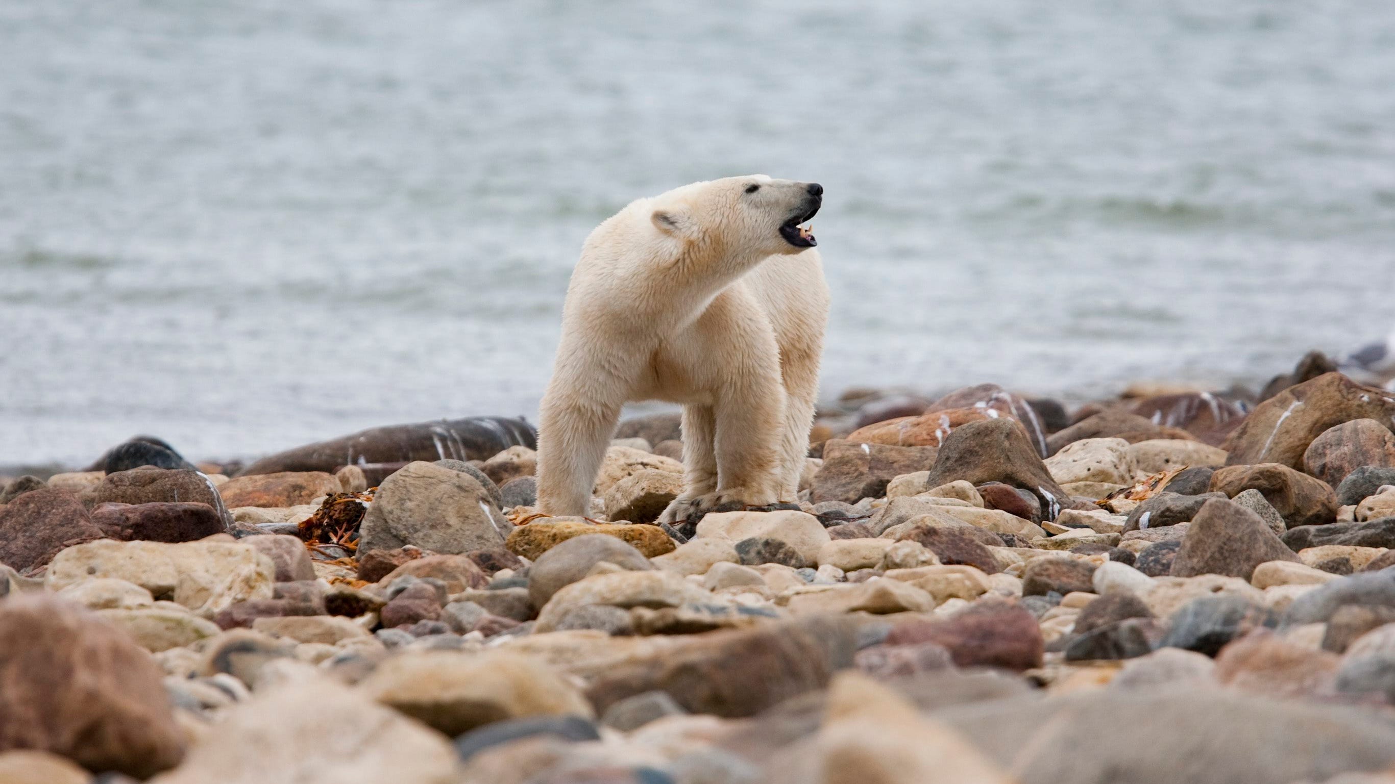 Canadian polar bears near 'bear capital' dying at fast rate