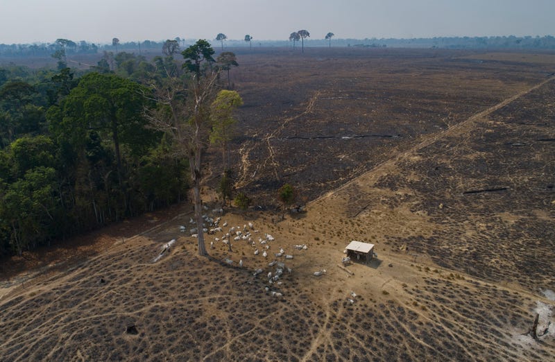 Amazon Deforestation