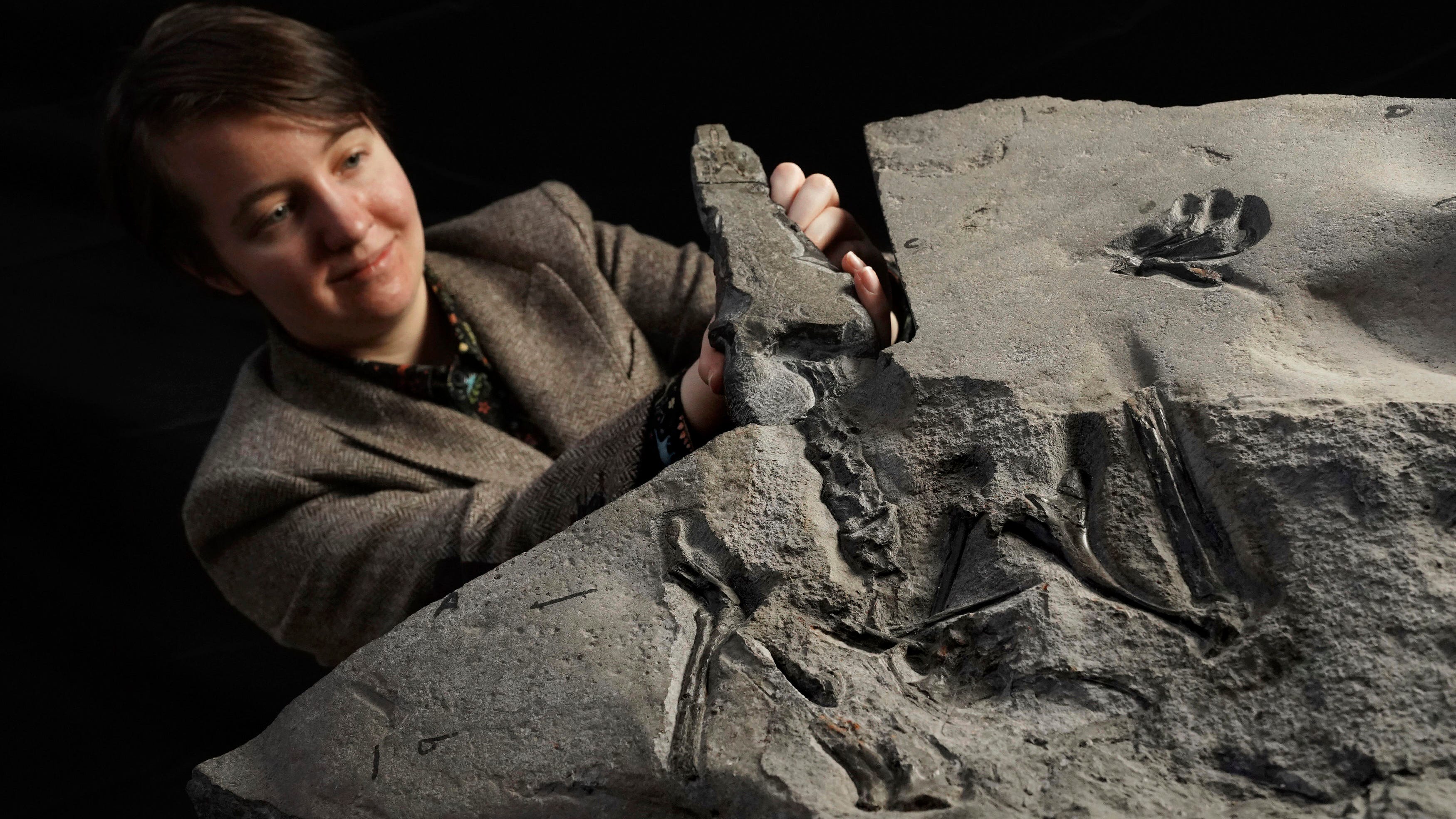 'Superbly preserved' pterosaur fossil unearthed in Scotland