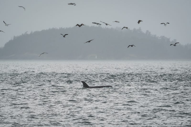 APTOPIX Climate Whale Acoustics