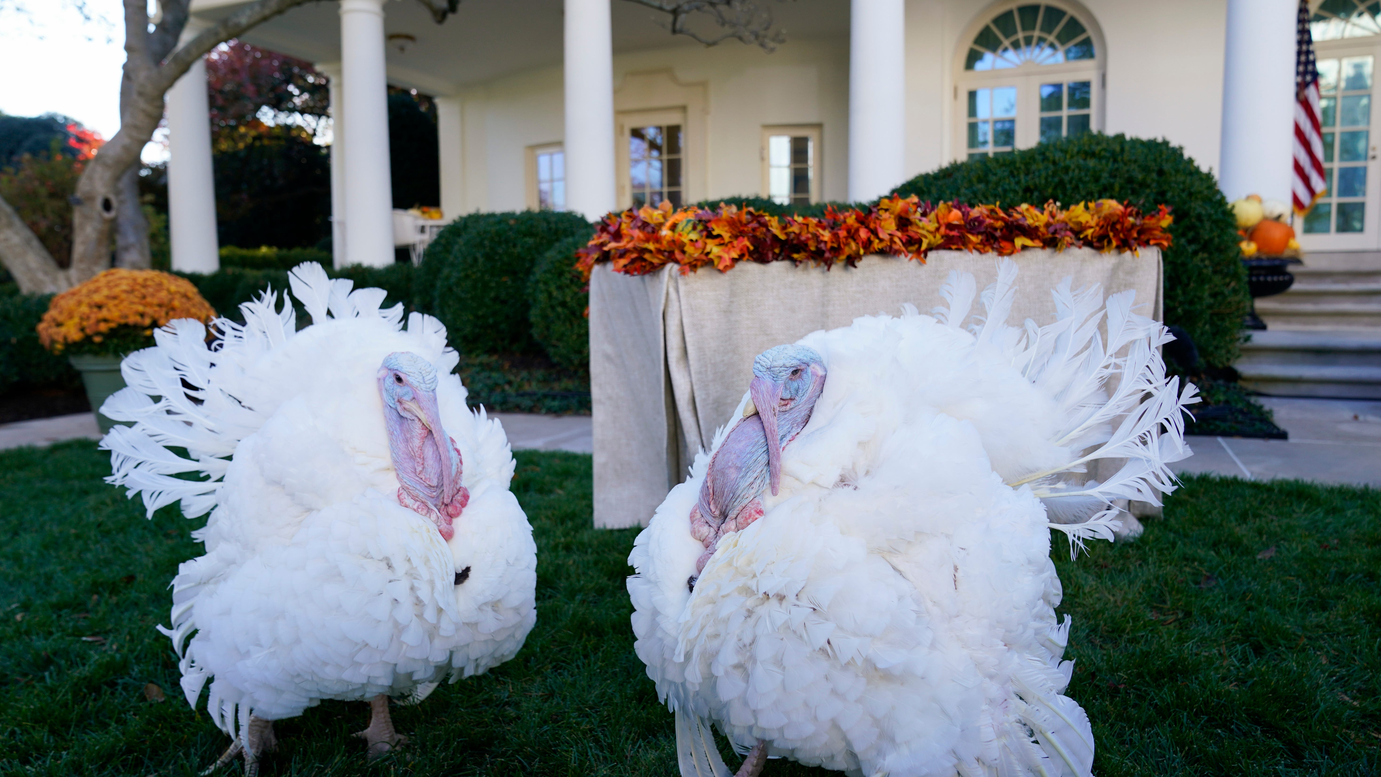 Biden says pardoned turkeys will get ‘boosted,’ not ‘basted’
