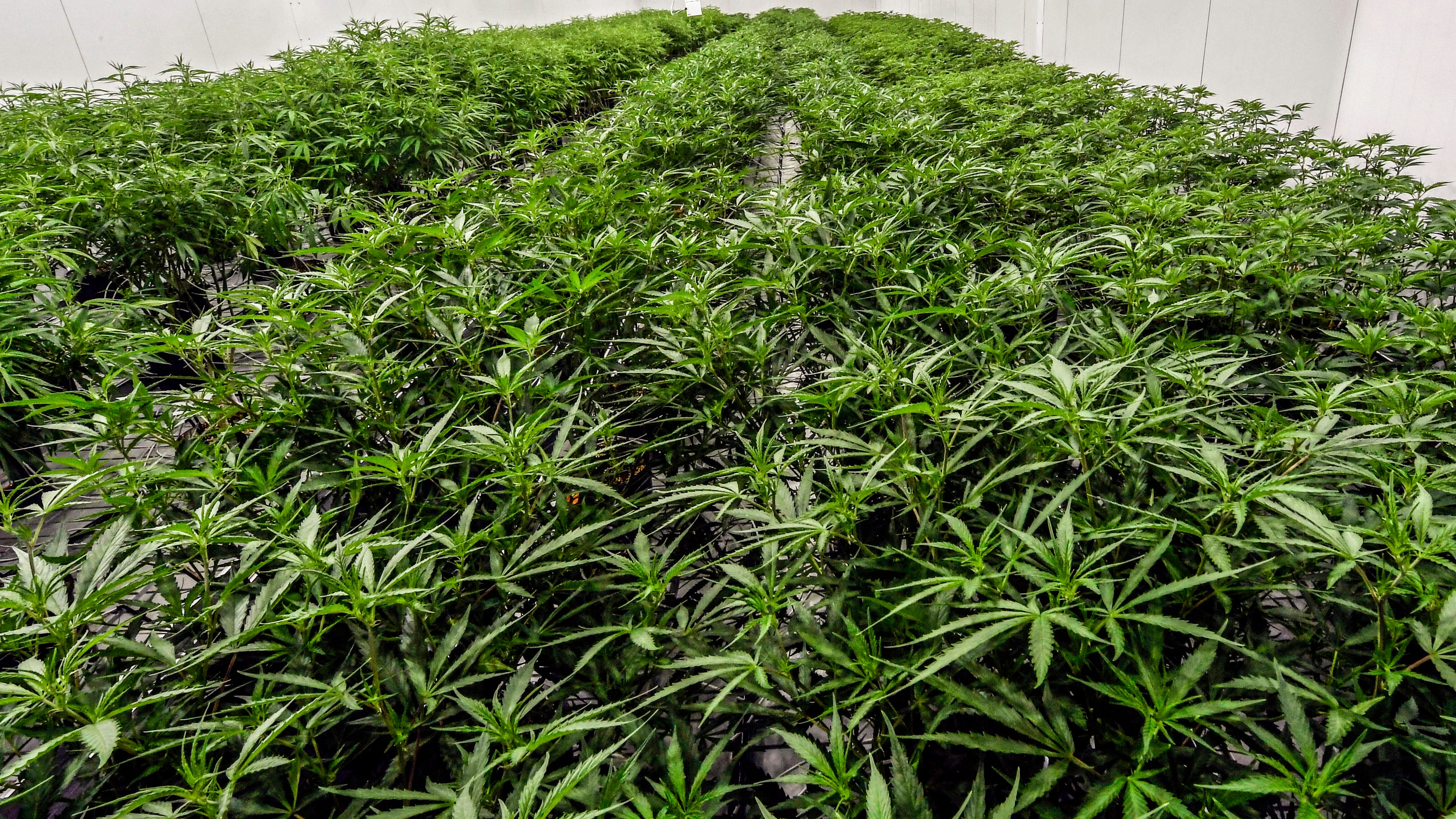 NY clamps down on businesses offering marijuana as a 'gift'