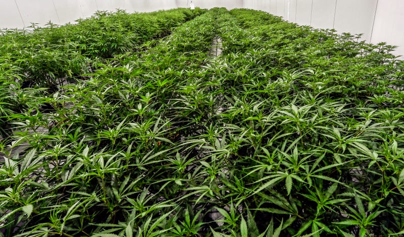 Marijuana-New York