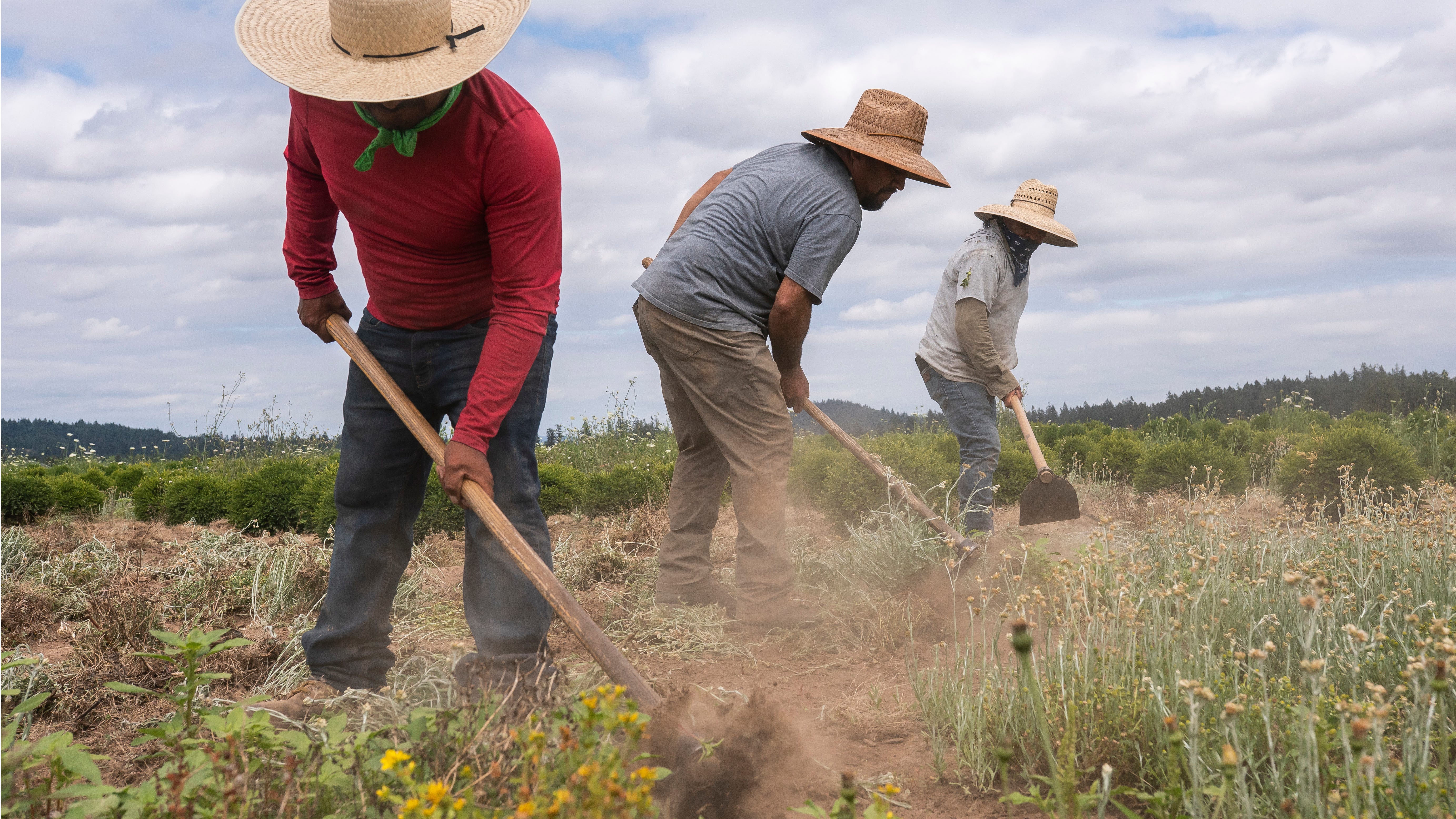 Oregon adopts most protective heat rules for workers in US