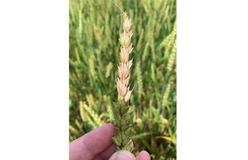 US Dangerous Fungus Explainer