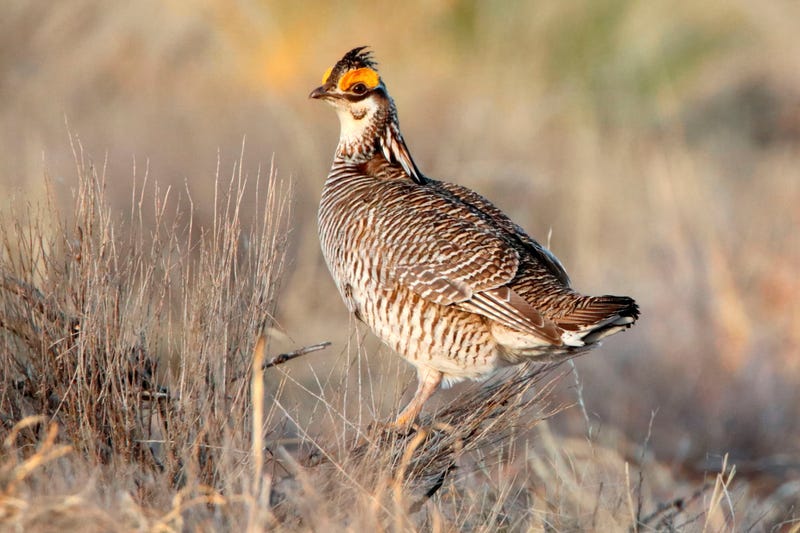 Congress Endangered Species