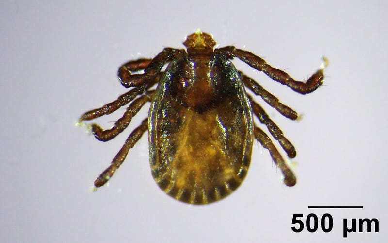 Invasive Tick