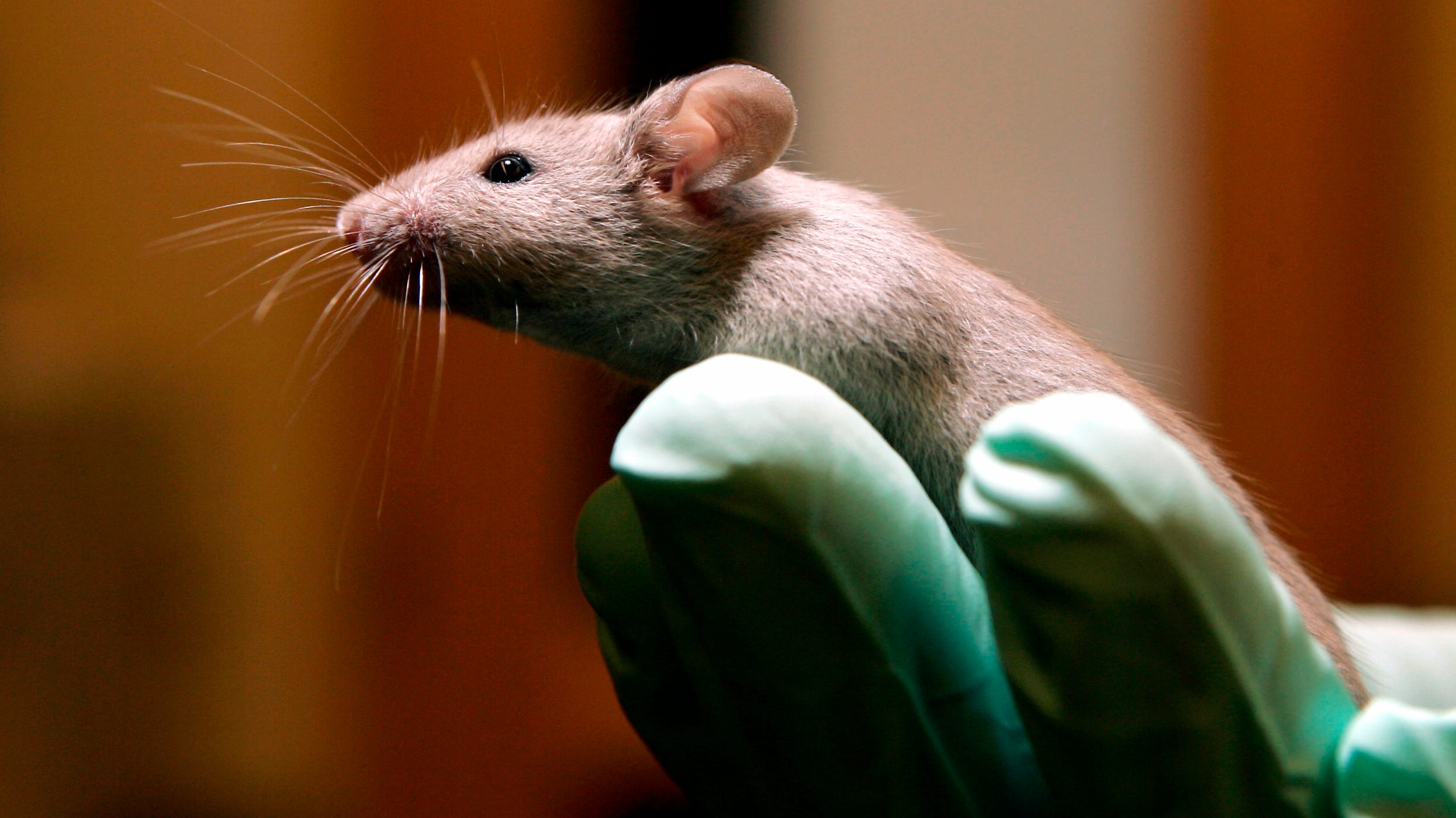 Study can't confirm lab results for many cancer experiments