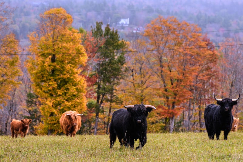 Northeast Fall Foliage