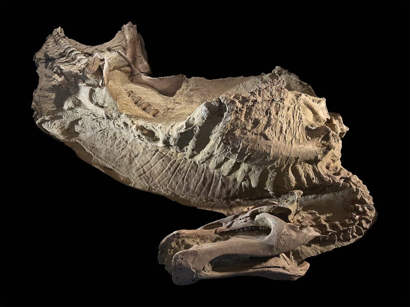 Dinosaur Mummies