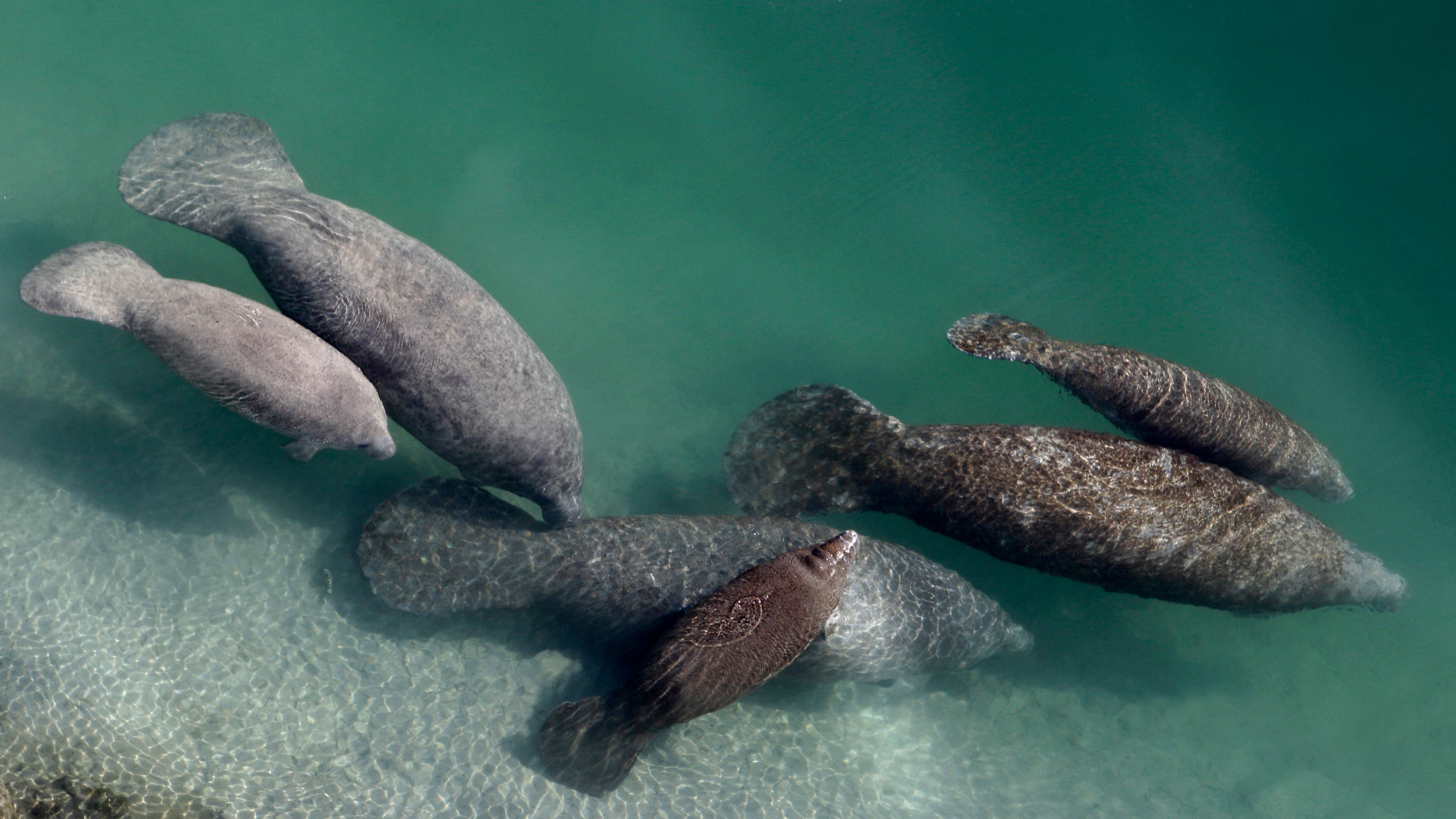 Test feeding plan in works for starving Florida manatees