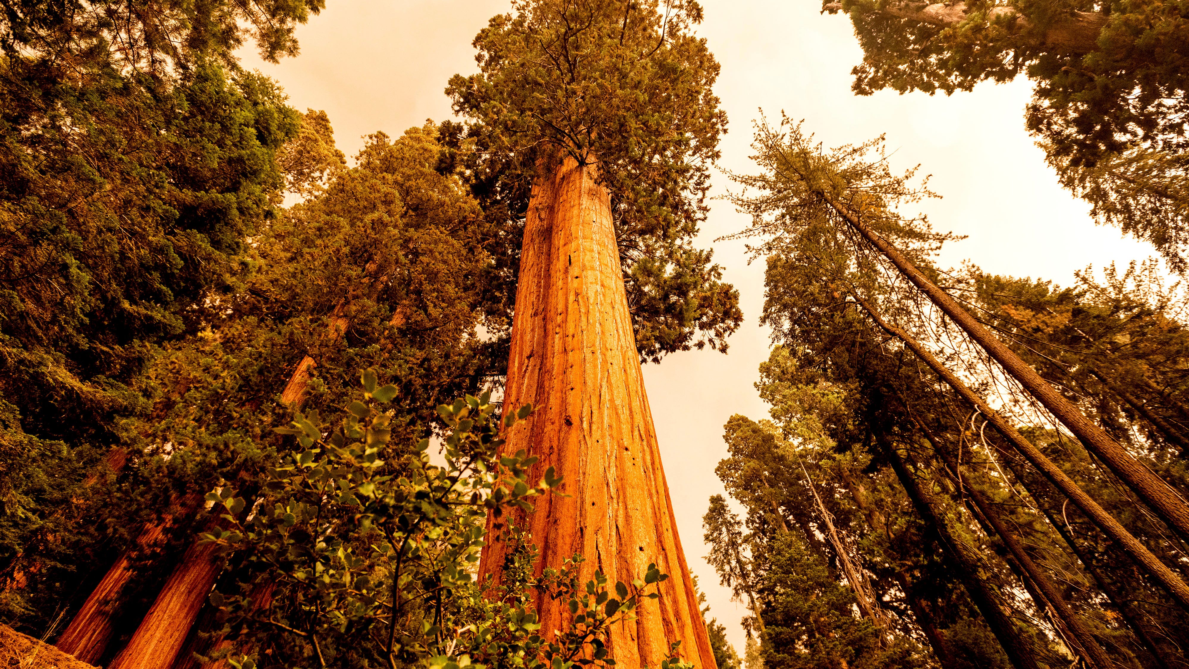 California wildfires make run toward giant sequoia groves