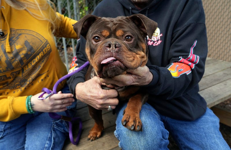 California Tenants Pets