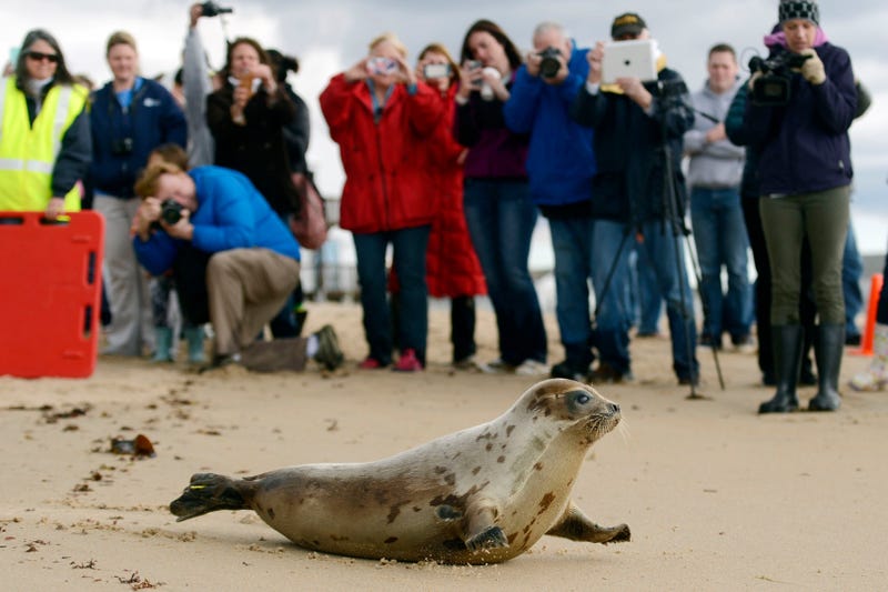Climate Threatened Species