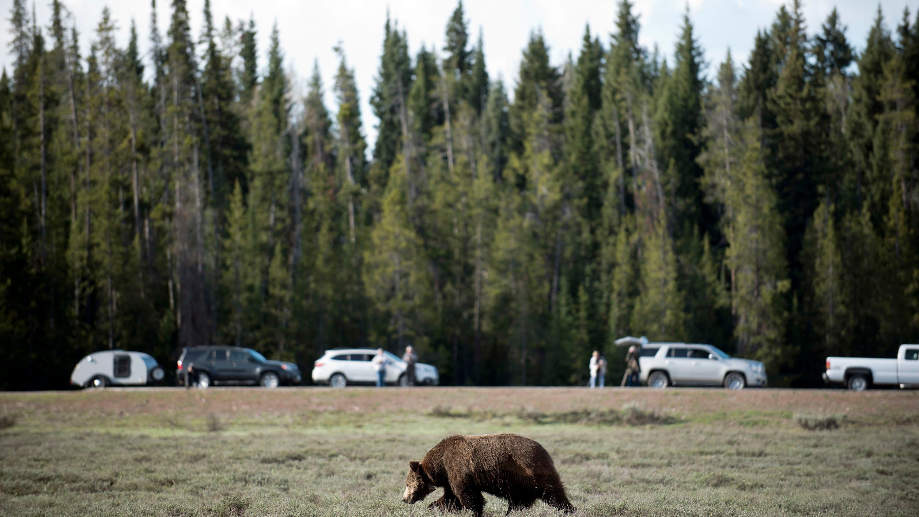 Feds resume study of restoring grizzlies to North Cascades