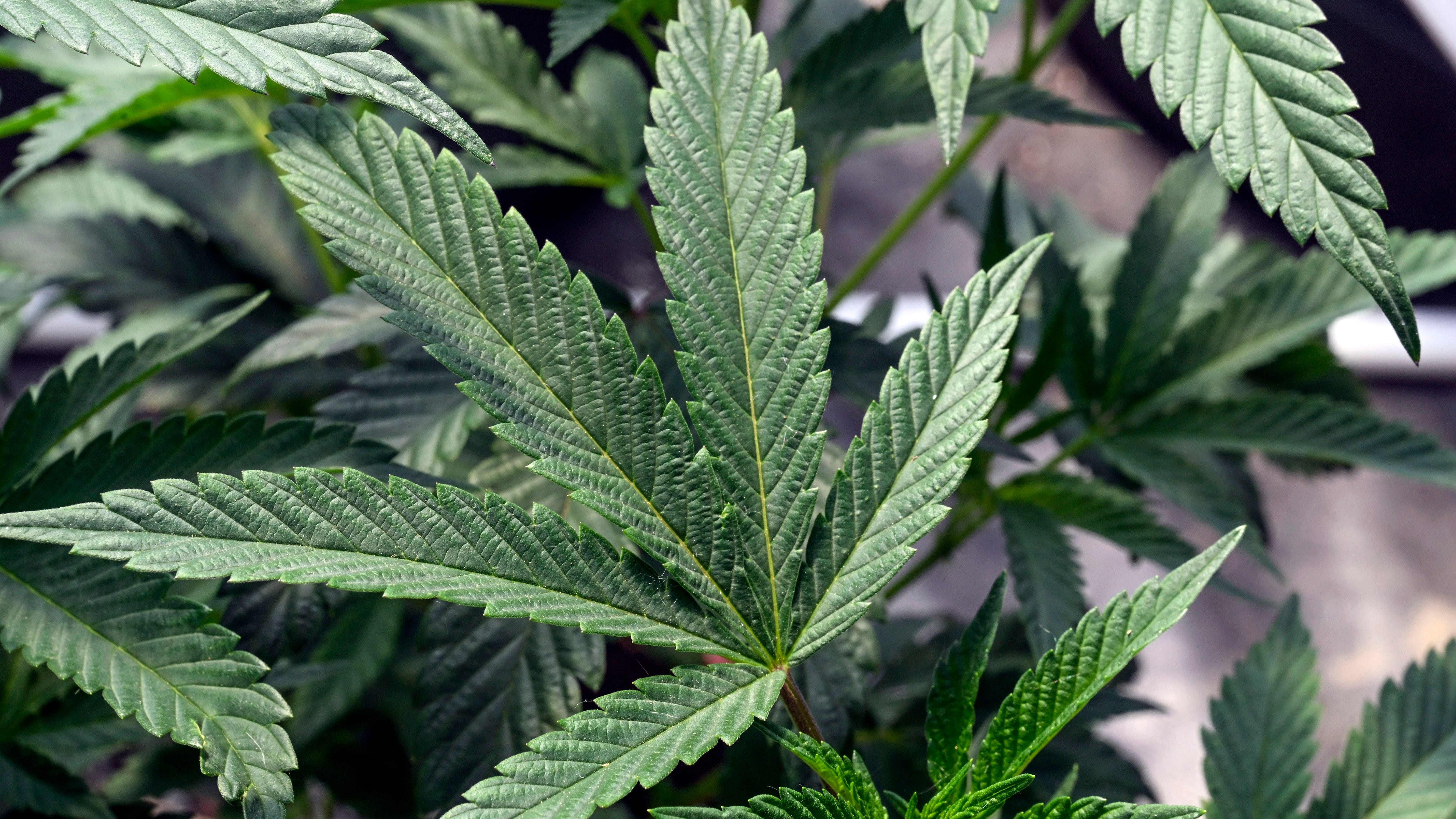 New York to probe sputtering legal marijuana program as storefronts lag, black market booms