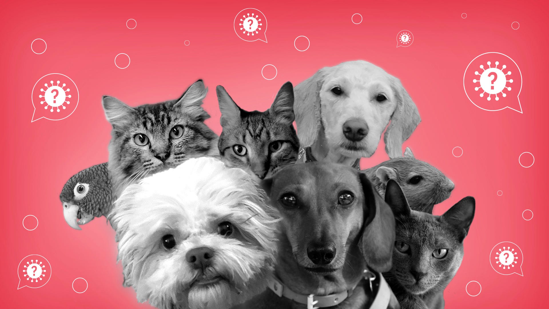 Can your pet get COVID-19?