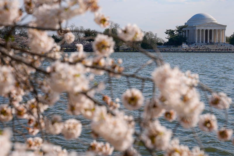 US Japan Cherry Trees
