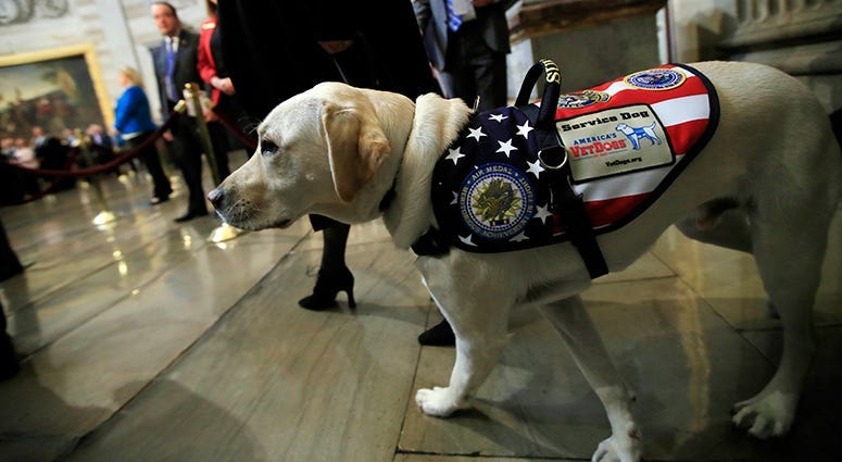 Sully, former President George H.W. Bush's service dog