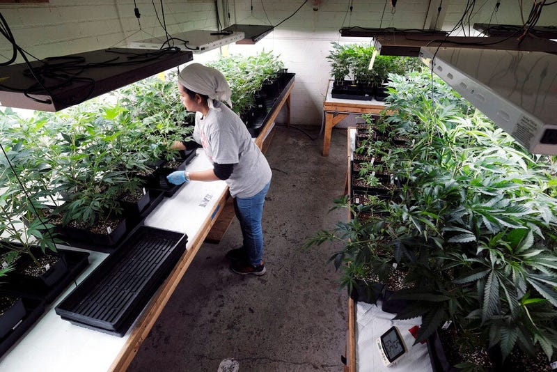 a grower at Loving Kindness Farms attends to a crop of young marijuana plants in Gardena, Calif.