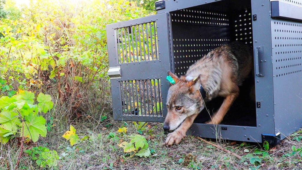 With Shutdown Over, Scientists Rush To Salvage Wolf Study