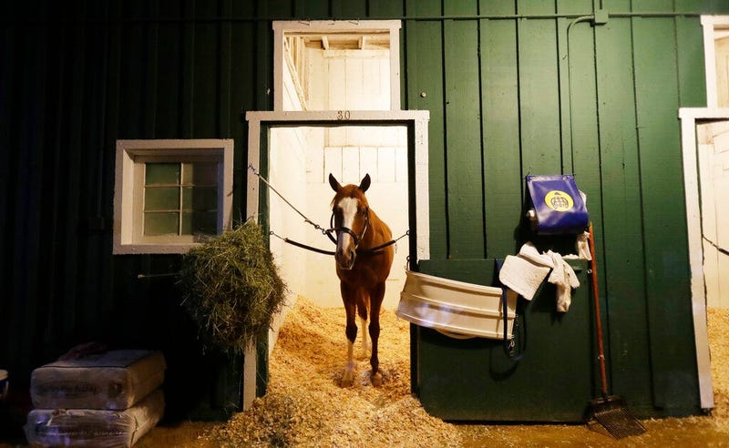 Improbable gets a morning snack as the field prepares for the running of the 144th Preakness horse race at Pimlico race track in Baltimore, Md., Saturday, May 18, 2019.